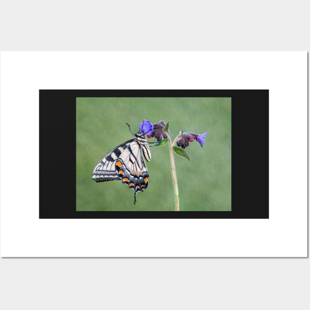 Tiger Swallowtail Butterfly on Lungwort flower Wall Art by TonyNorth